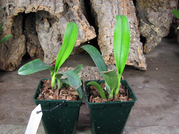 Laeliocattleya Tahoe Rose fma coerulea 'G C' ( walkeriana x purpurata).jpg
