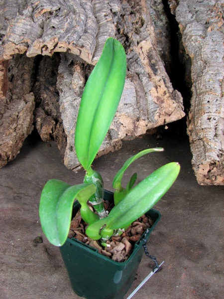 Potinara Angel Kiss 'No.5' (Blc. Love Sound x S. coccinea).JPG