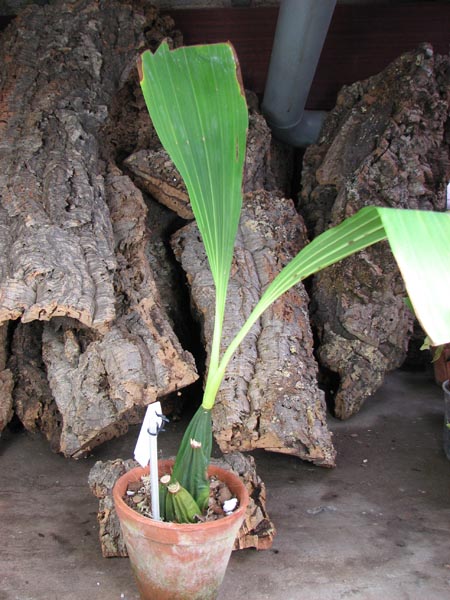 Anguloa virginalis.jpg