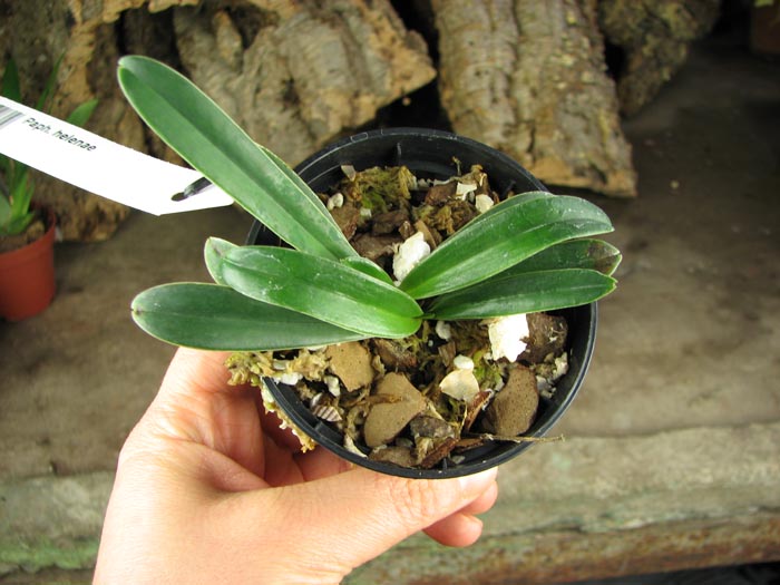 Paphiopedilum helenae.jpg