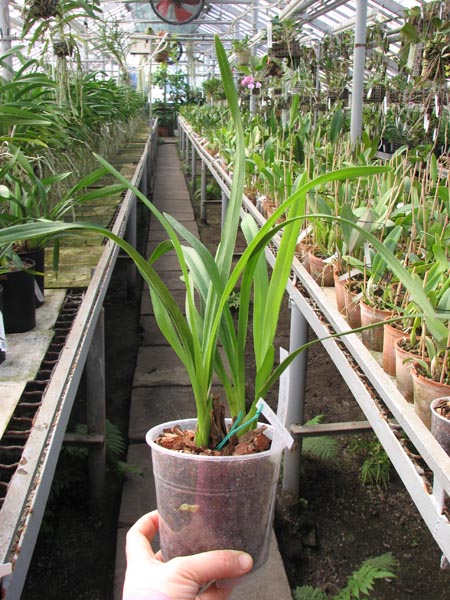 Cymbidium Seaside 'Saya'.JPG