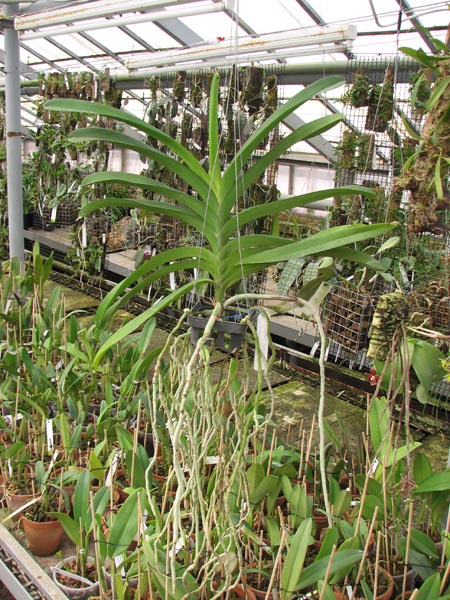 Vanda Sumon Spot x Vanda Srakaew.jpg