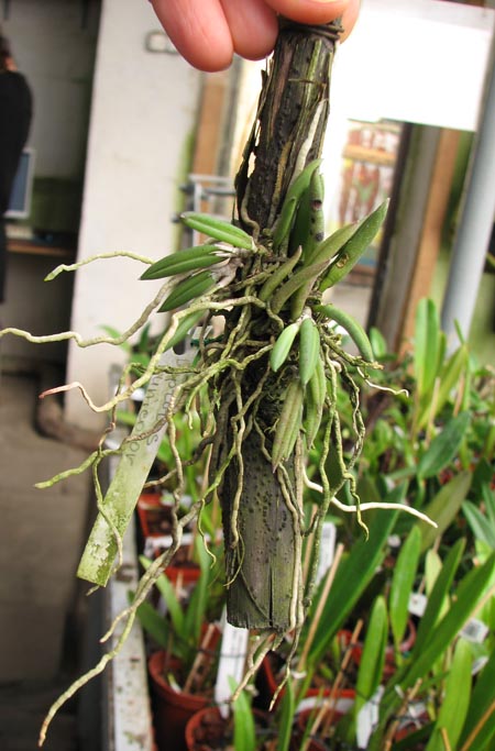Leptotes unicolor.jpg