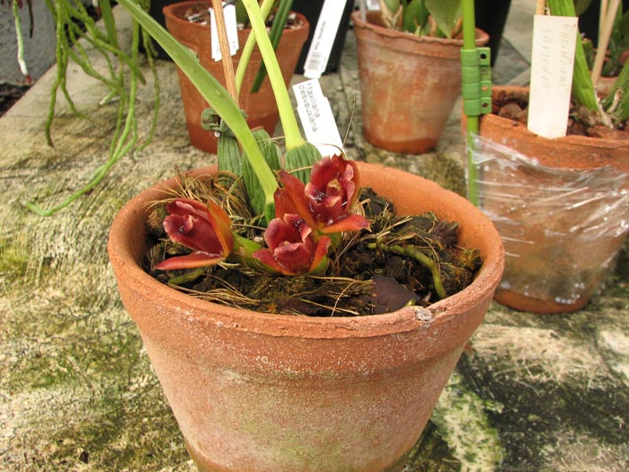 Maxillaria desvauxiana.jpg