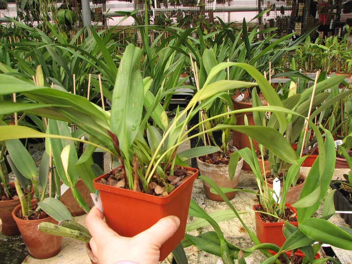 Maxillaria Sangai.jpg