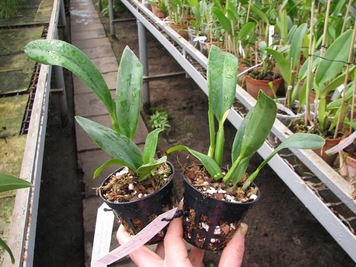 Sophrolaeliocattleya Hawaiian Splash 'Lea'.jpg