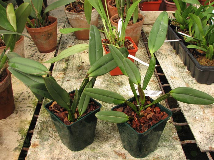 Cattleya luteola.jpg