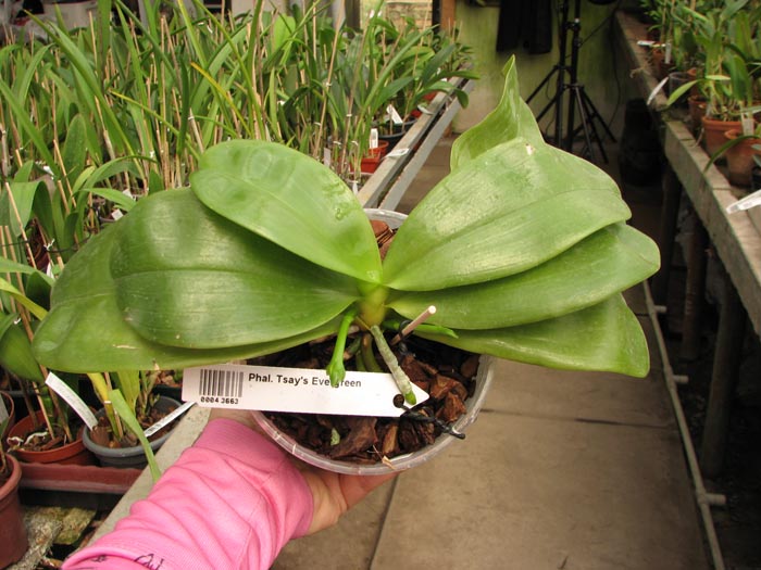 Phalaenopsis Tsay's Evergreen.JPG