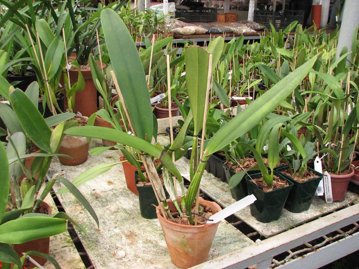 Cattleya mendelii.jpg