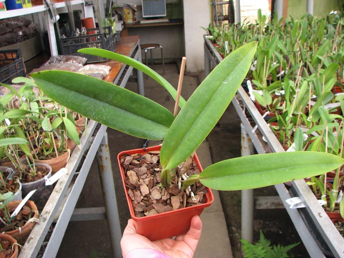 Cattleya labiata coerulescens 'Da Norma Dreher' x self.jpg