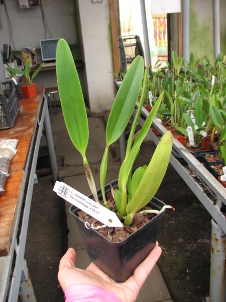 Cattleya mendelli concolor 'Bucaramanga' x SELF.jpg