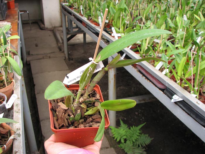 Cattleya percivaliana tipo 'Remolacha' (19-6) x SELF.jpg