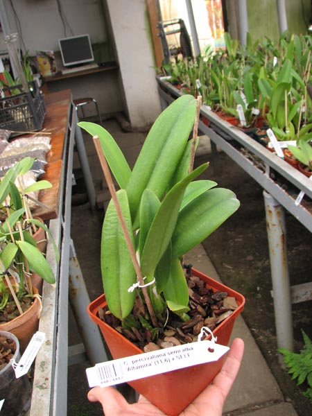 Cattleya percivaliana semi alba 'Altamira' (11-6) x SELF.jpg