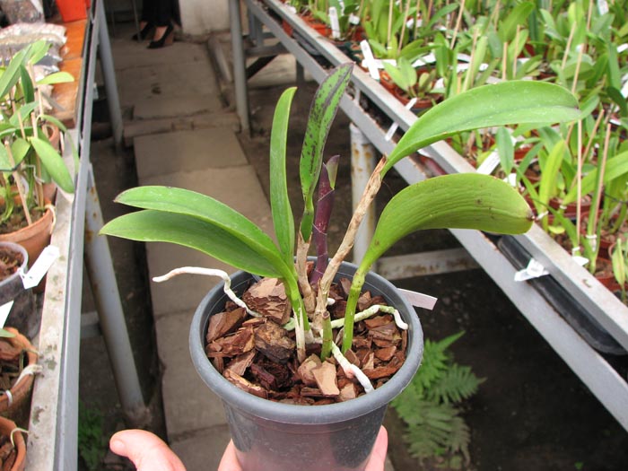 Cattleya Jungle Eyes 'ORCHIS'.jpg