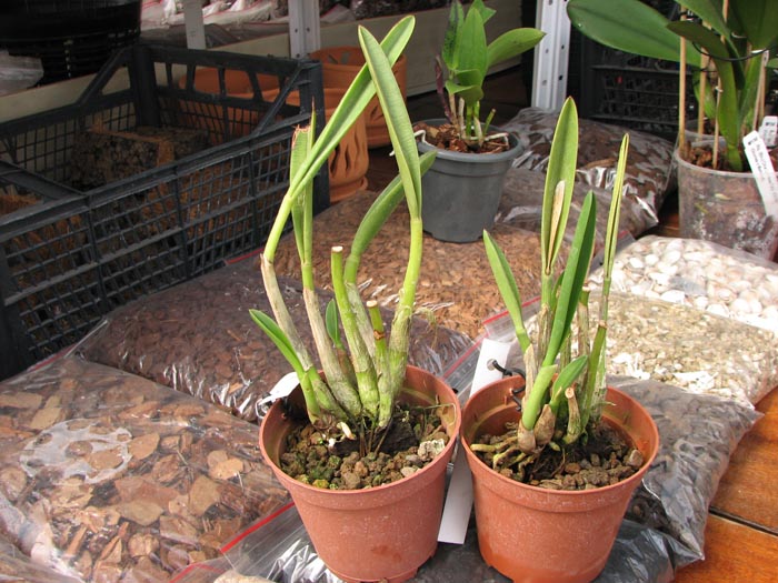 Laelia briegeri.jpg