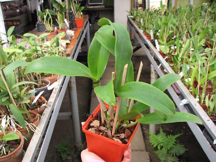 Cattlianthe Sagarik Wax 'Dark Africa'.jpg