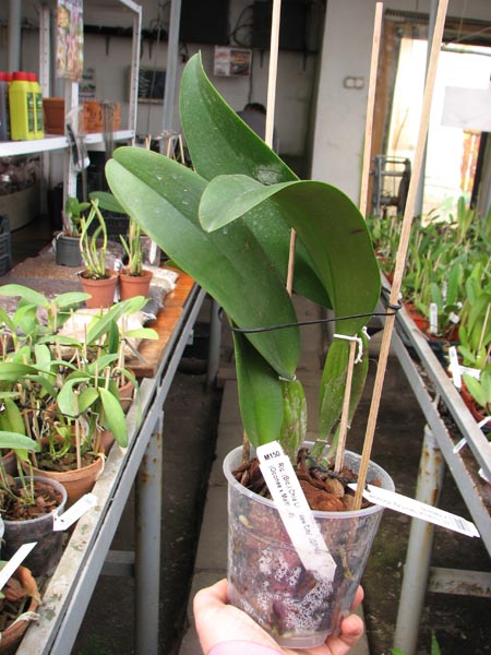 Brassolaeliocattleya Chia Lin 'New City'.jpg