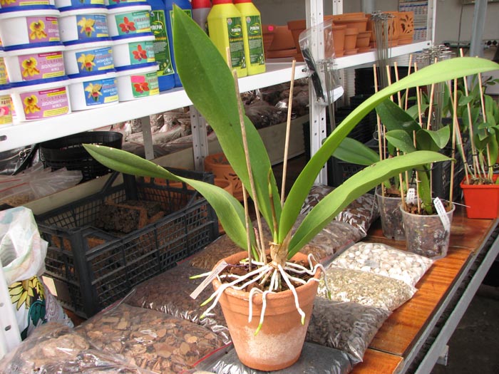 Oncidium lanceanum x kramerianum.jpg