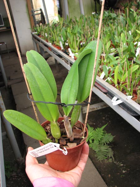 Cattleya trianae 'Sangre de Toro II' (25-8) x Cattleya trianae tipo 'Martinelli' (78-8).jpg