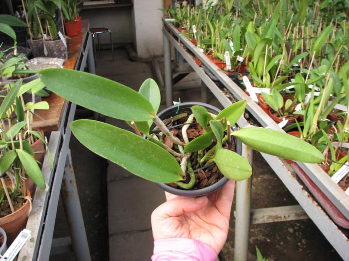 Cattleya Hsinying Cognac 'Thai Spots'.jpg