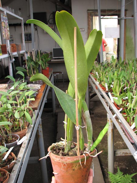 Brassolaeliocattleya Success Dream 'Miracles'.jpg
