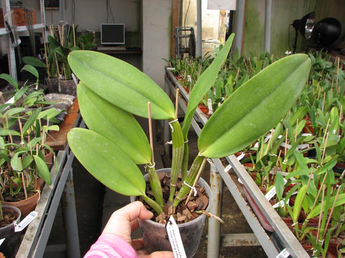 Cattleya warneri integra 'Evandro Perini' x Cattleya warneri inegra-orlata-pincelada 'Leonor'.jpg