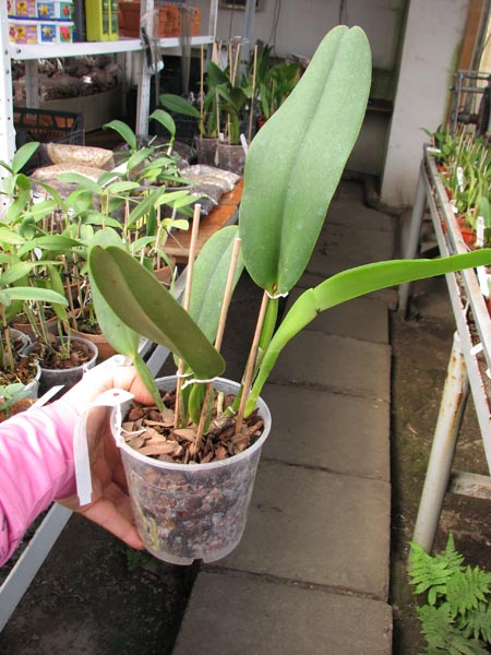 Cattleya warneri semi alba 'Pedra Azul' x Cattleya warneri semi alba 'Nr 1'.jpg