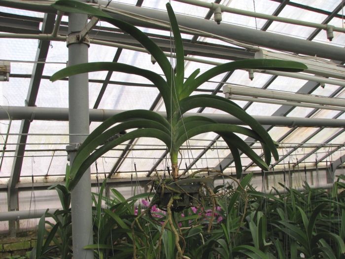 Ascocenda Phairot x Vanda Boonchoosand.JPG