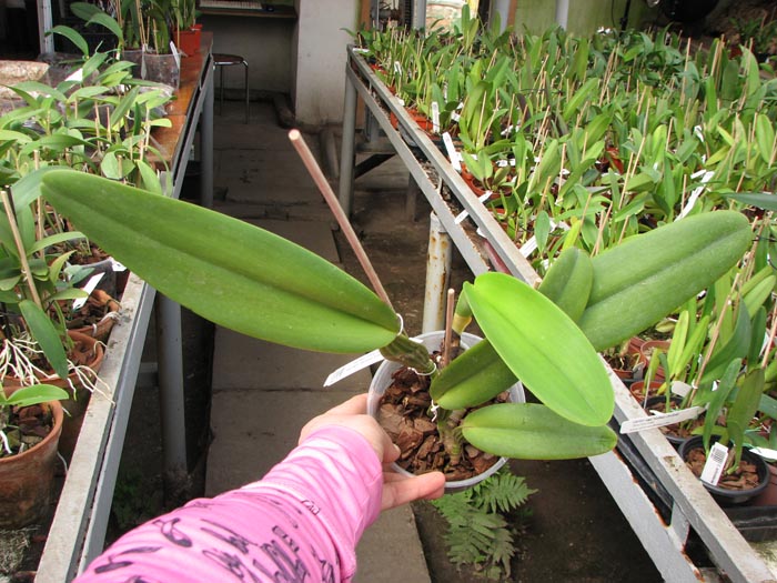 Cattleya warneri concolor 'HI' x Cattleya warneri venosa suave.jpg