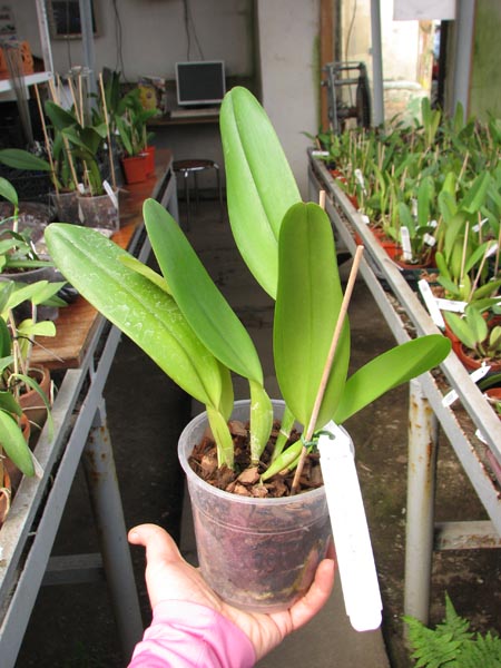 Brassolaeliocattleya George King 'Southern Cross'.jpg