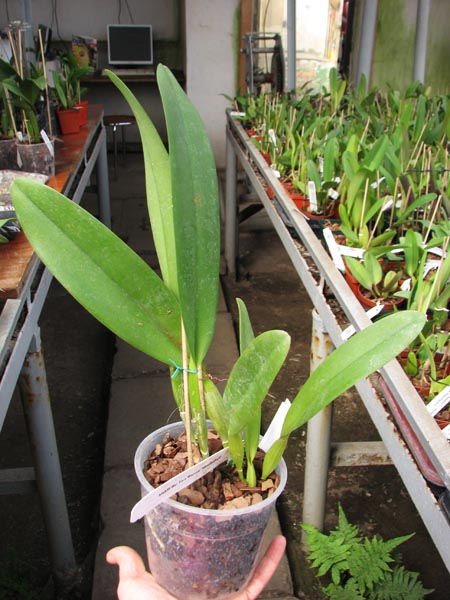 Brassolaeliocattleya Fort Watson 'Mendenhall'.jpg