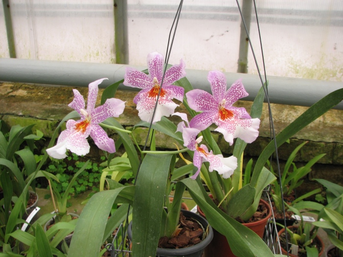 Odontonia Papageno 'Lavender Lady'.JPG