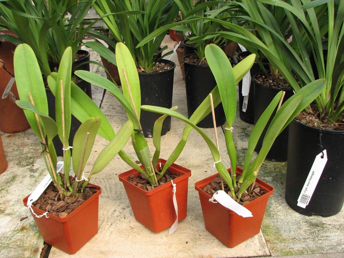 Cattleya dowiana x SELF.jpg