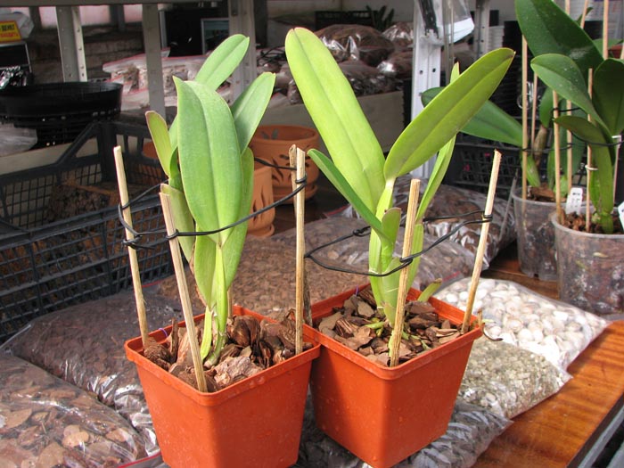 Cattleya jenmanii 'Boliva' x Cattleya jenmanii rubra 'Serra Negra'.jpg