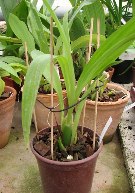 Zygopetalum Barbel Hohn.JPG