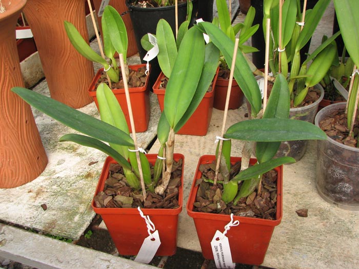 Cattleya labiata amesiana lineata 'AWZ' (Z-8) x Cattleya labiata amesiana lineata 'Pedra Azul'.JPG