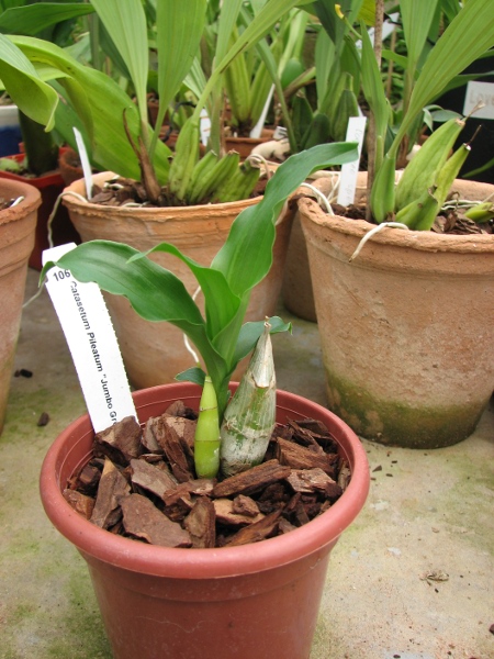 Catasetum pileatum 'Jumbo Green Gold'.JPG