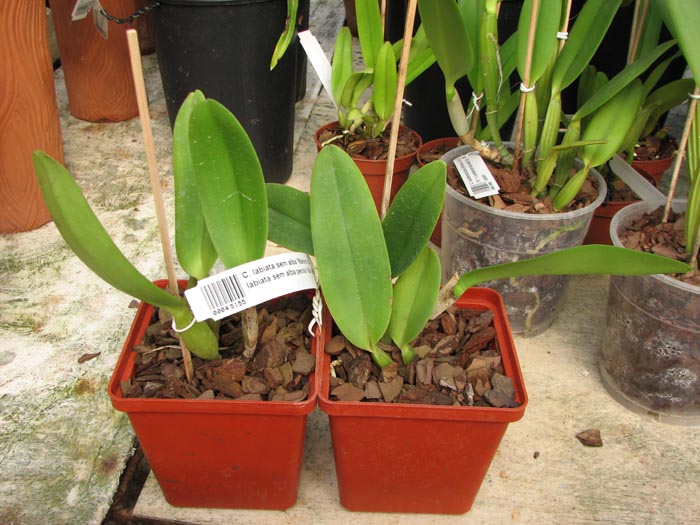 Cattleya labiata sem alba 'Marina' x Cattleya labiata sem alba perola 'Vila Velha'.jpg