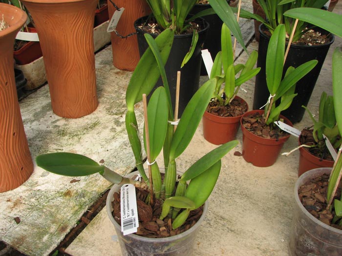 Cattleya lueddemanniana (Morena x OK-2) 'N 1' x lueddemanniana dark lip splash.jpg