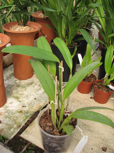 Cattleya lueddemanniana tipo 'Royal Flash' x Cattleya lueddemanniana tipo 'Drago'.jpg