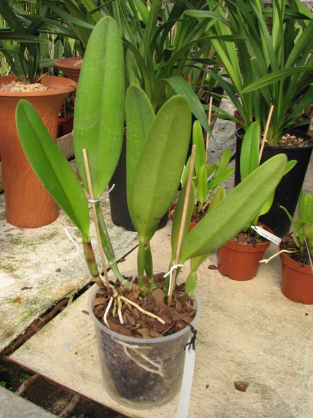 Cattleya eldorado tipo XXX x Cattleya eldorado rubra.jpg