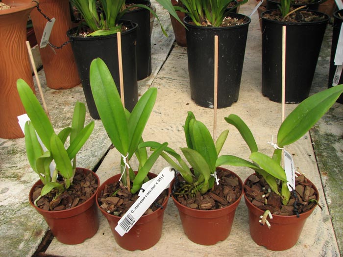 Cattleya mossiae concolor x SELF.jpg