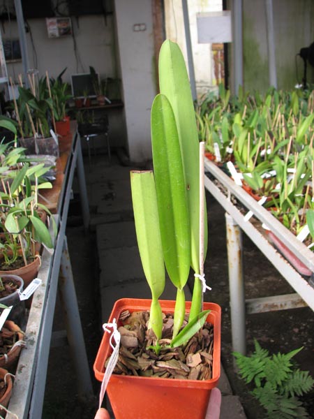 Laelia purpurata graciana 'Ano Novo' x Laelia purpurata graciana 'Reis Magos'.jpg