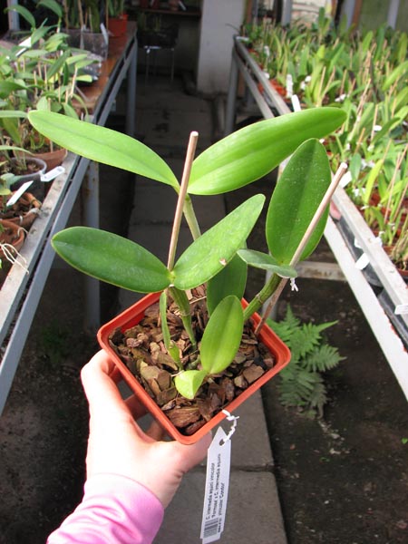 Cattleya intermedia aquini vinicolor 'Formosa' x Cattleya intermedia aquini vinicolor 'Condor'.jpg