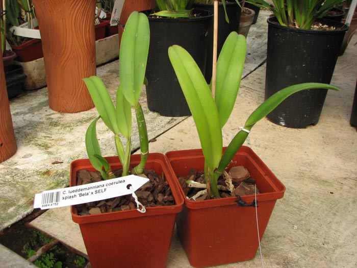 Cattleya lueddemanniana coerulea splash 'Bela' x SELF.jpg