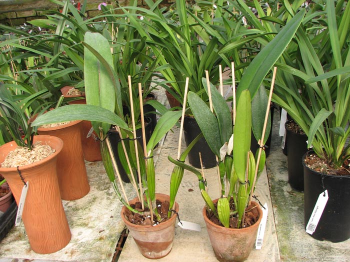 Cattleya schroederae.jpg