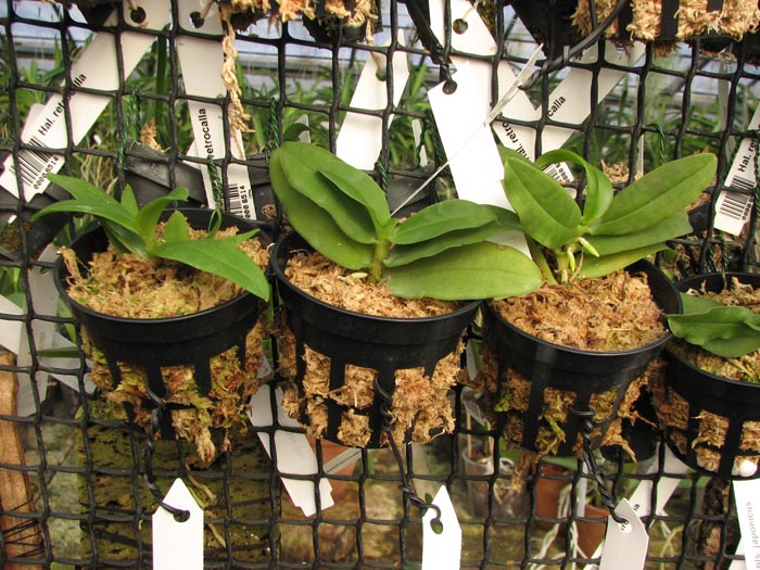 Gastrochilus japonicus.jpg