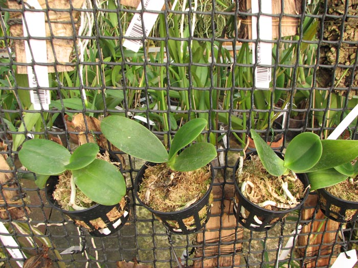 Sedirea japonica.jpg