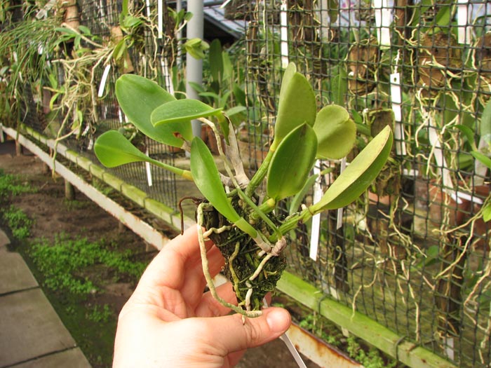 Laelia pumila 'Topázio Vermelho' (Z-71) x Laelia pumila 'Granada'.jpg