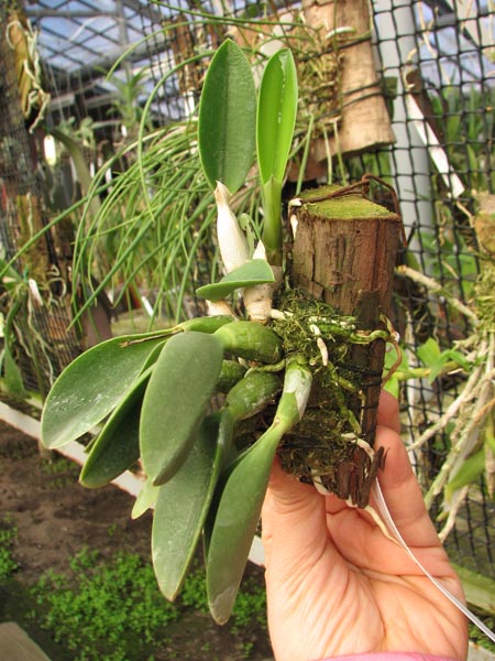 Laelia sincorana XXXX x Laelia sincorana coerulea.jpg